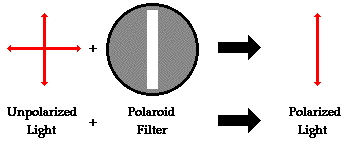 polarized light lab results
