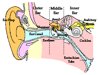 inner  ear