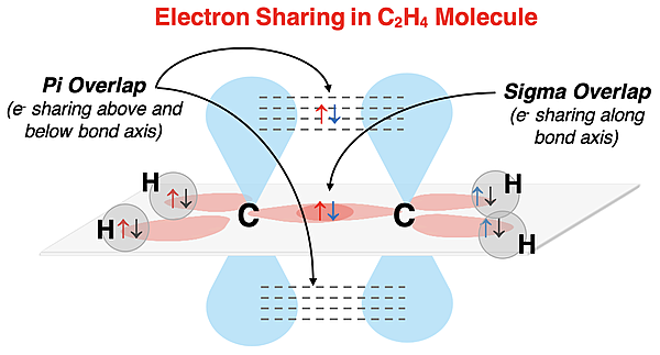Visual model showing hybridization, sigma overlap and pi bonding overlap in C2H4.