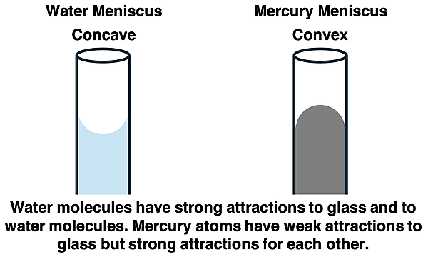 Two diagrams – one of a water column and the other a mercury column – with an explanation of why water forms a concave meniscus and mercury a convex meniscus.