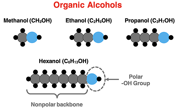 Ball-and-stick model of several alcohols with terminal -OH group; showing carbon backbone and polar OH group
