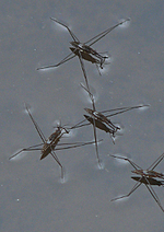 Top view photo of water striders balancing on the surface of water.