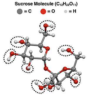 Ball and stick model of sucrose with polar -OH groups highlighted.