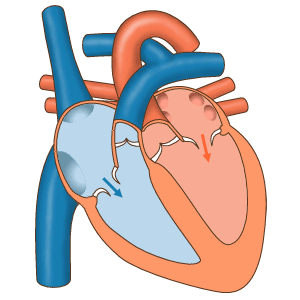 An animation of the human heart with the 4 chambers pumping. The top chambers squeeze pushing blood into the larger chambers below, which then a valve closes and the bottom squeezes pushing the blood through a valve into the arteries.