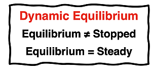 Dynamic equilibrium does not mean stopped. It means steady.