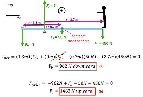 The diagram of the diving board is shown with the bolt on the left (with a vector down of F sub b for bolt), the pivot 1.3 meters away from it with a force upwards of F sub p (for pivot). The diving board's center of mass is half way (or 2 meters from the left, 0.7 meters from the pivot) with a Force arrow of 50 newtons. The diver (at the end of the 4 meter diving board, or 2.7 meters from the pivot) has a downward force of 450 newtons. Next, in order for rotational equilibrium, the bolt must exert a force so that the center of mass of the entire system is over the pivot. 1.3 meters time F sub b plus 0 meters times F sub p (it must be at the center of mass so its force doesn't contribute to the calculation) minus 0.7 times 50 newtons for the board's force minus 2.7 meters times 450 newtons for the person's force, and that must equal 0. Isolating F sub b we get 962 newtons downward. Next for the pivot's force, that needs to be such a force that the translational motion is at equilibrium, so -962 newtons from the bolt + F sub p - 50 newtons from the board - 450 newtons from the person should equal 0. Solve for F sub p to get 1462 newtons upward.