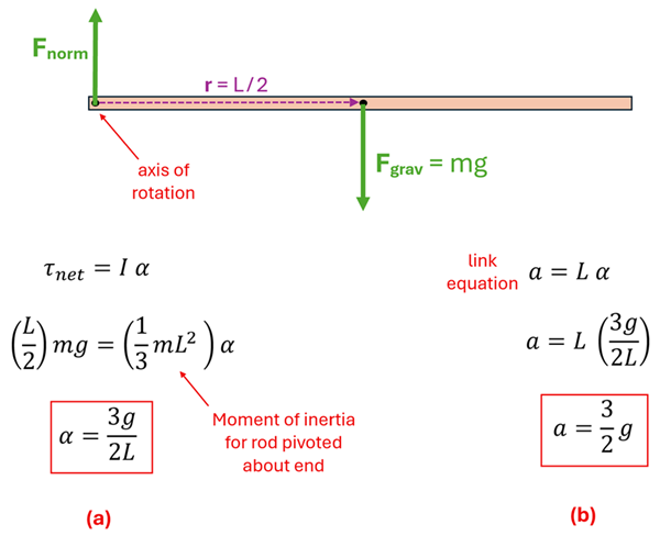 Force diagram and equations to solve.  The Force diagram shows the pivot point on the left with a force arrow F sub norm on the pivot pointing up, and the axis labeled axis of rotation.  It shows a point mid way on the stick where the F sub grav (force of gravity) = mass times g, and the radius at that force is L / 2.  For part A, tau net (net torque) = I (Moment of inertia) times alpha (angular acceleration).  Net force (L/2) times mass times g = 1/3 time mass times Length squared times alpha.  Solving for alpha you get 3 g over 2 L.  For part B, the linking equation of acceleration = r times angular acceleration, length is L and angular acceleration of 3g over 2L is plugged in and we get acceleration = 3g over 2.