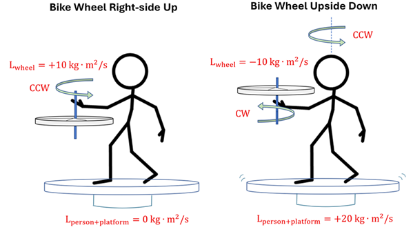 Two illustrations (before and after) are shown of a person holding a wheel on a rod.  The initial shows the bike wheel rotating Counterclockwise with L sub wheel = positive 10 kg meters squared per second, and the L sub person + platform = 0 kg meters squared per second.  The second illustration shows the wheel flipped, now L sub wheel is negative 10 kg meters squared per second and the rotation Clockwise.  A counterclockwise vector is now shown above the person, and L sub person + platform = positive 20 kg meters squared per second.
