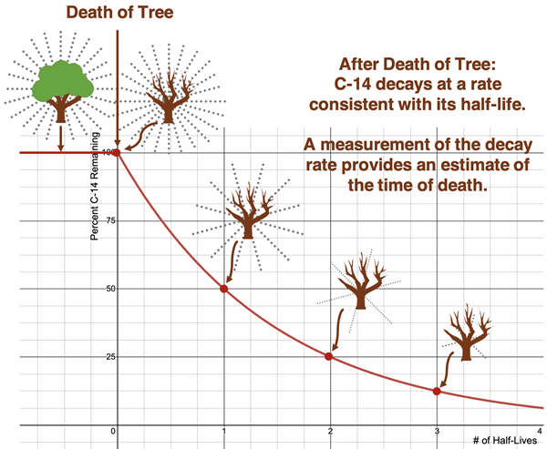 A radioactive decay curve illustrating how the carbon-14 activity of an organism after death diminishes with time.