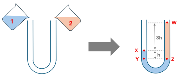 An illustration of Check Understanding 4 is shown.  First a liquid labeled 1 (blue) is poured into one end of a U shaped bend, and a liquid labeled 2 (orange) is poured into the other end.  An arrow shows the final result, where in the U shaped bend, liquid 1 fills the left and loops over to the right (with a point X as the top of it on the left, and Z or Y at the top point on the right with height of h), and the liquid 2 is sitting on top of the other liquid on the right side, showing that height difference from its top (W) to the top of the blue liquid (X) is 3 H (or the height difference from W to Z is 4 H ).