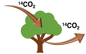 Illustration of the balance between carbon-14 uptake and decay by a living organism (a tree).